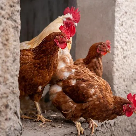 Modern With Cinema & Garden * Tarnowskie Góry