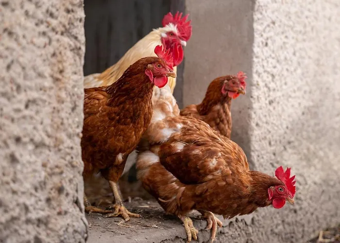 Modern With Cinema & Garden * 타르노프스키 고리